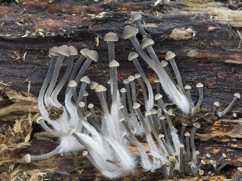 Mycena tintinnabulum